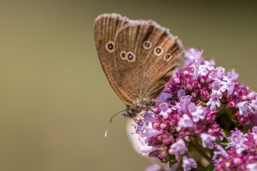 Schmetterling