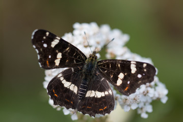 Schmetterling