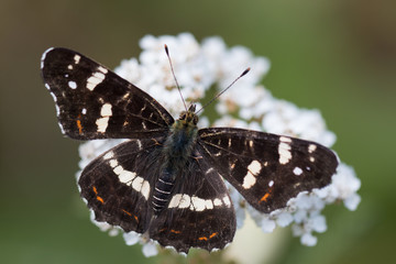 Schmetterling