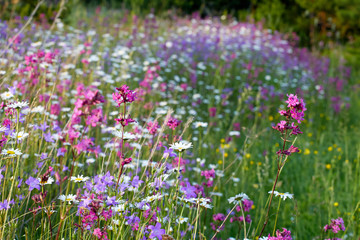 Fototapeta premium Blooming summer fields of flowers. Bright picture of herbs in summer