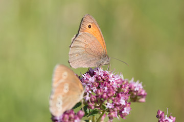 Schmetterling
