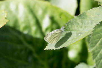 Schmetterling