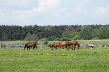 viele Pferde auf einer Wiese