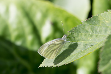 Schmetterling