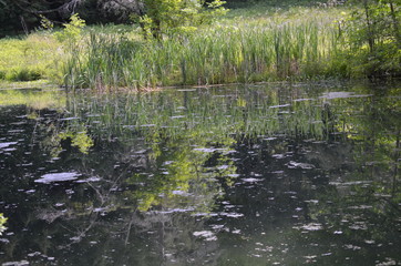 pond in the woods