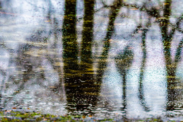 Frozen puddle and tree reflection in the ice - image