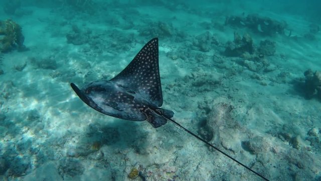 a stingray fish