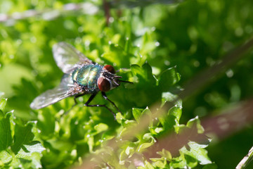 Fliege