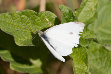 Schmetterling