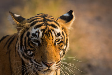 Spotted a female bengal tiger in a golden hour   light during sunset on a wildlife safari at Ranthambore National Park India. A soft warm light on her face.