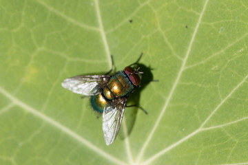 Fliege
