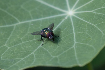 fly