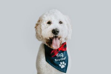 Dog with Big Brother Bandana