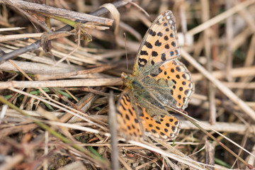 Schmetterling