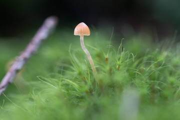 mushroom