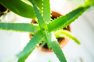 Plant at home window in sunny day - Air cleaning plant Aloe Vera to clean air from toxic chemicals - natural purifier indoors in condo building. Selective focus