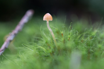 mushroom
