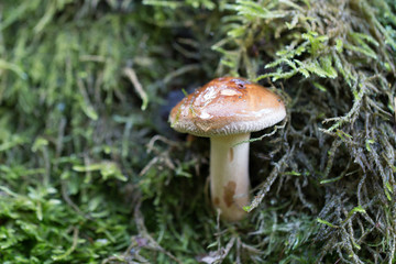 mushroom