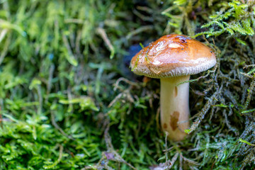 mushroom