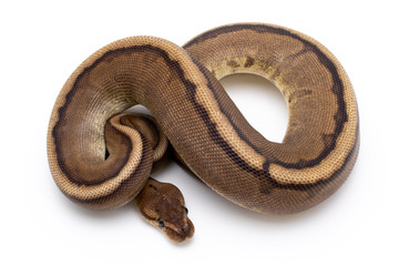 Obraz premium ball python snake reptile