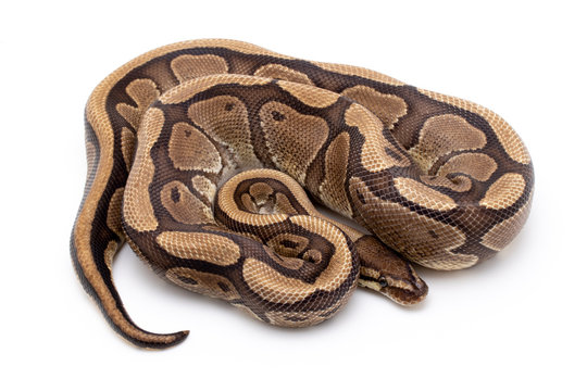 ball python snake reptile