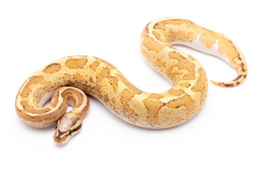 ball python snake reptile