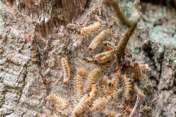 Eichenprozessionsspinner