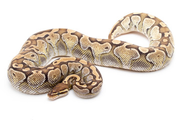 ball python snake reptile