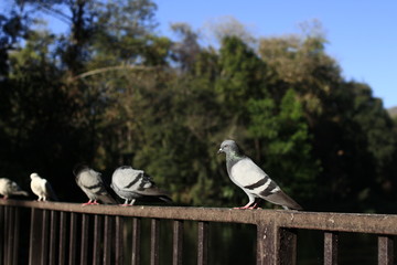A group of pigeons perched on Iron handrail. - image