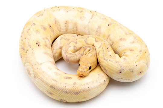 ball python snake reptile