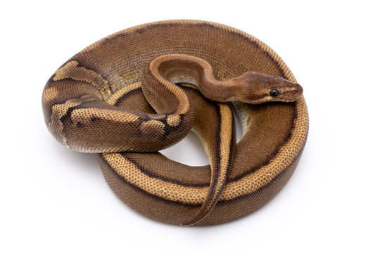 ball python snake reptile