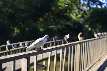 A group of pigeons perched on Iron handrail. - image