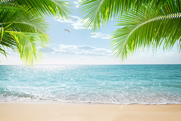 View of nice tropical beach with some palms - 248186673