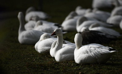Schneegänse