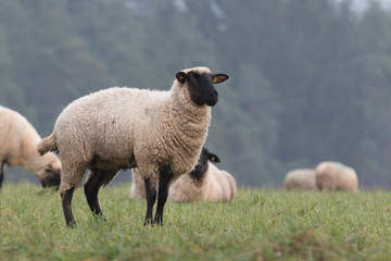 sheep