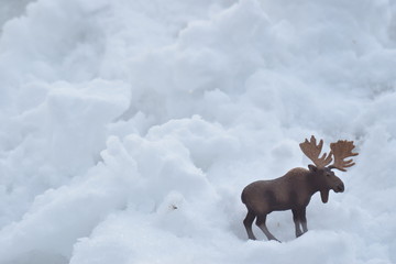 Elch im Schnee