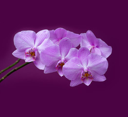 Blooming Orchid on  purple background in drops of dew