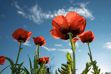 close up view of nice red poppy on blue sky   background
