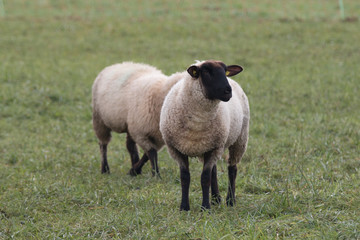 sheep