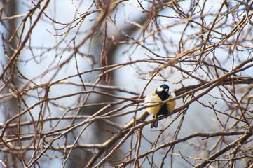 tit bird on a branch