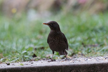 bird