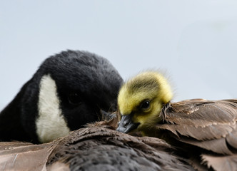 Kanadagans mit Küken