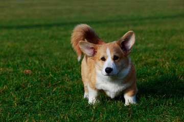 Dog breed Welsh Corgi Pembroke