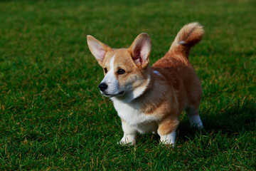 Dog breed Welsh Corgi Pembroke