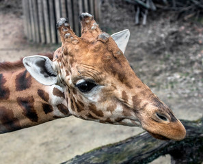 Giraffe`s head. The tallest living terrestrial animal and the largest ruminant. Latin name - Giraffa camelopardalis