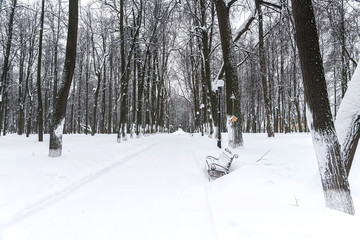 Winter park. Alley in the park covered with snow