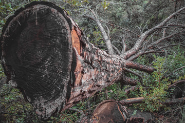 Arbol Cortado