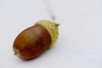 acorn on white background