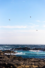 城ヶ島のカモメ