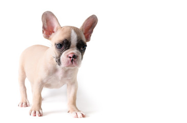Cute french bulldog puppy standing isolated